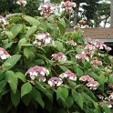 Hydrangea aspera var.strigosa